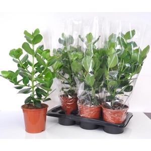 Clusia rosea Princess 17Ø 60cm 1pp