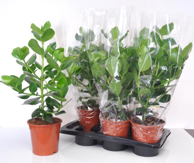 Clusia rosea Princess 17Ø 60cm 1pp