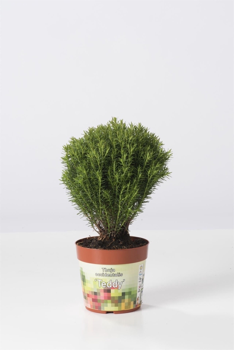<h4>Thuja occid. 'Teddy'</h4>