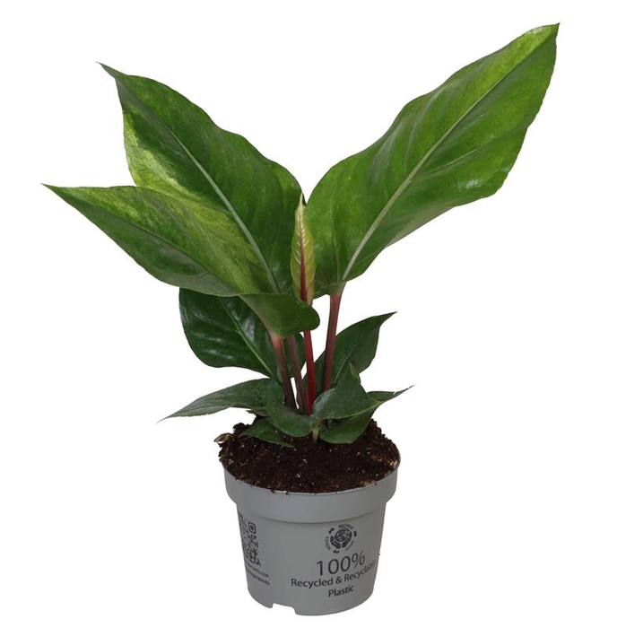 <h4>ANTHURIUM CLARINERVIUM P12</h4>