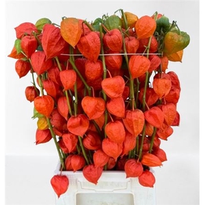 Physalis Lampion Tak