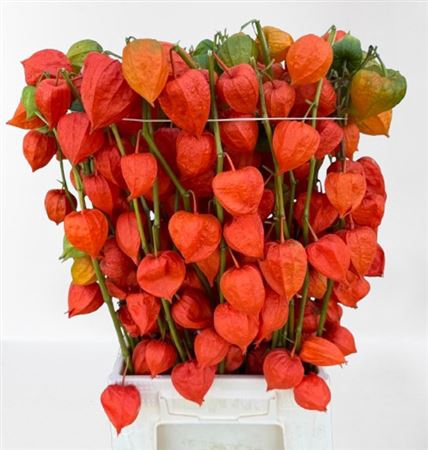 <h4>Physalis Lampion Tak</h4>