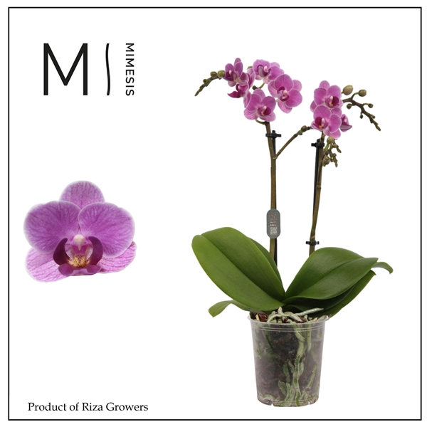 <h4>Mimesis Phal. Violet Queen - 2 spike 9cm</h4>