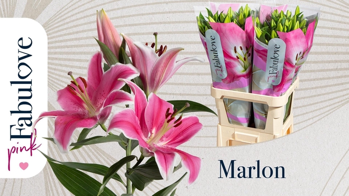 <h4>LI OR MARLON</h4>