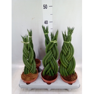 Sansevieria cyl.  ...