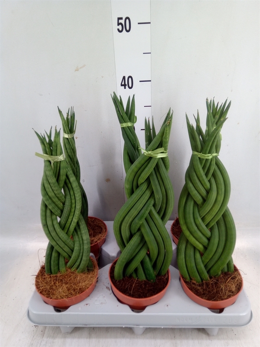 <h4>Sansevieria cyl.  ...</h4>