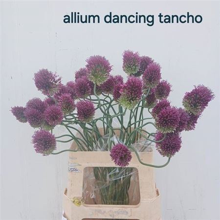 <h4>Allium Dancing Tango 65</h4>