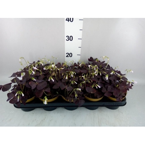 Oxalis trian.