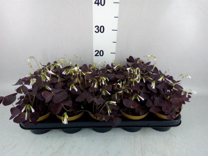 <h4>Oxalis trian.</h4>