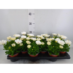 Osteospermum  'Sunny Pingo'