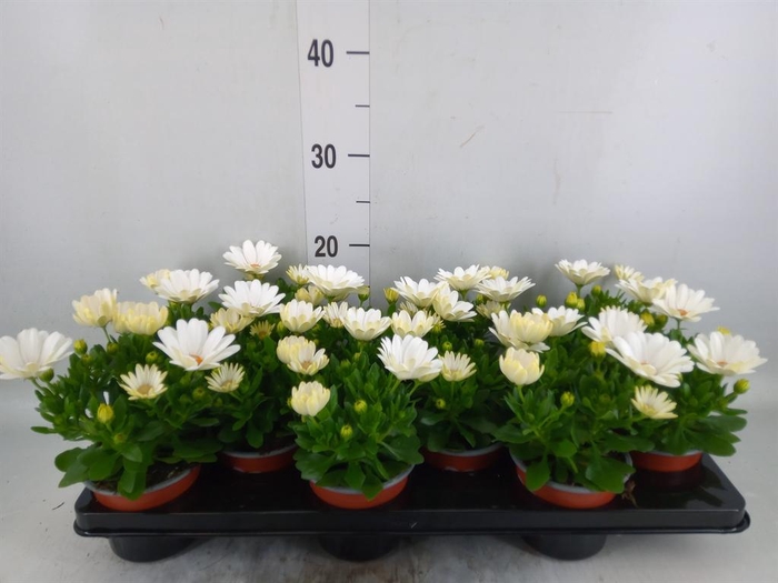 <h4>Osteospermum 'Sunny Pingo'</h4>