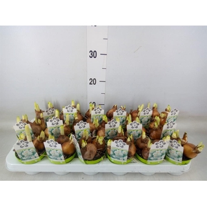 Narcissus DU 'Bridal Crown'