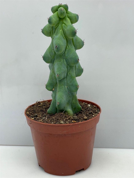 <h4>Cactus overig</h4>