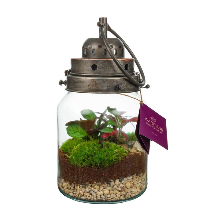 <h4>Wardians Terrarium - Stormlamp + LED (rechargeable USB-C)</h4>