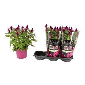Celosia Merida Caracas Dark