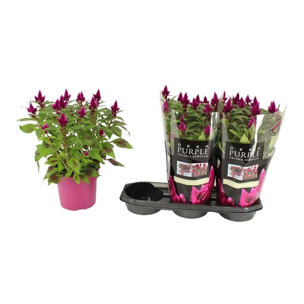 <h4>Celosia Merida Caracas Dark</h4>