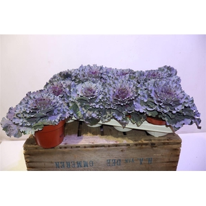 Brassica Krul Paars