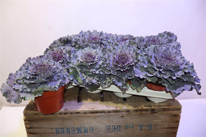 <h4>Brassica Krul Paars</h4>