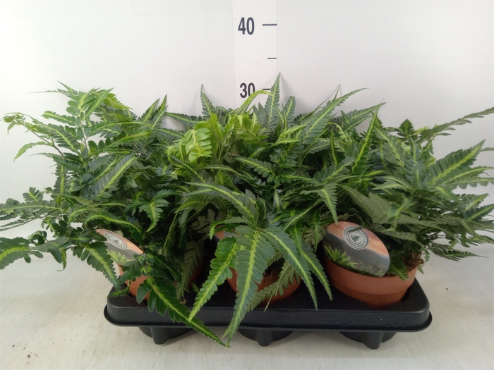 <h4>Arachniodes aristata 'Variegata'</h4>