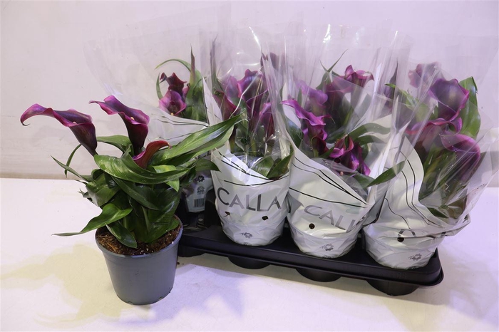 <h4>arr8 Zant Paco</h4>