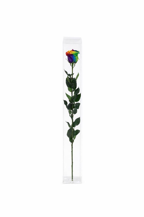 <h4>Ro Pres Stem 50cm Rainbow</h4>