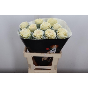 Snijgroen Brass Klb H