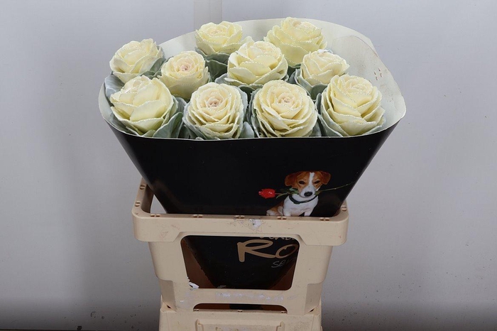 <h4>Brassica Wx (ex) Wit</h4>