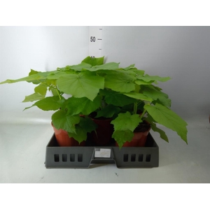 Sparrmannia africana