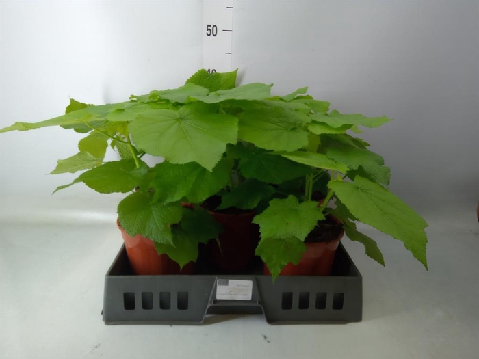 <h4>Sparrmannia africana</h4>