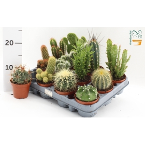 CACTUS GEM