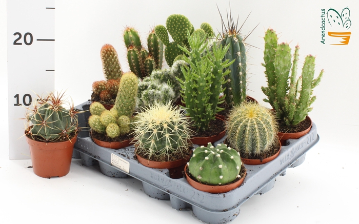 <h4>CACTUS GEM</h4>