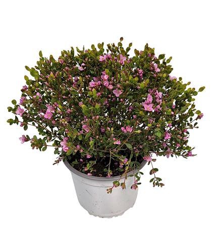 <h4>Boronia Crenulata Bush</h4>