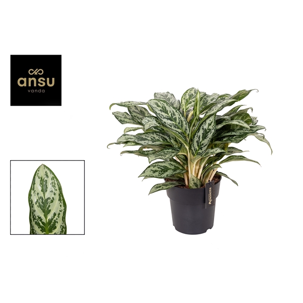 <h4>Aglaonema Laurel Green</h4>