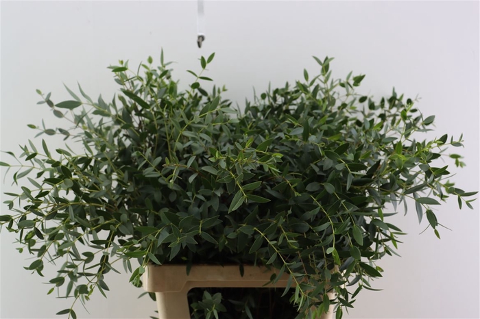 <h4>Euca Parvifolia 70/75cm X5 Tak Per Bunch</h4>