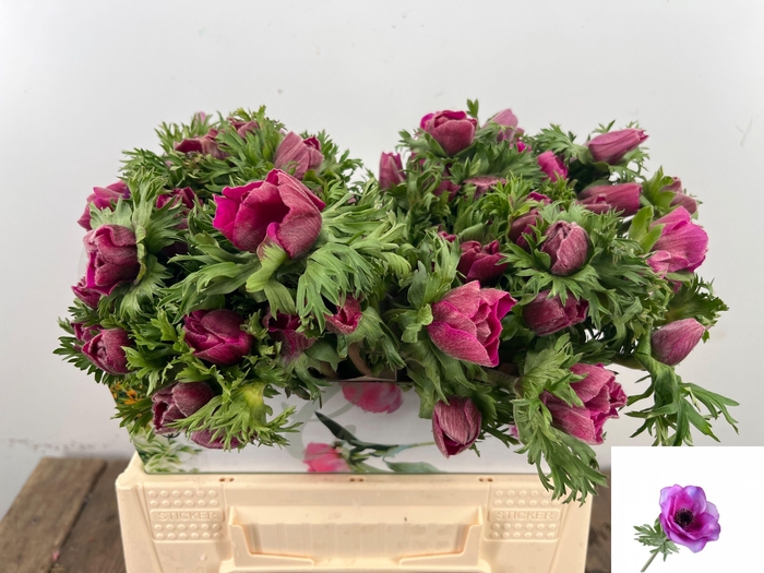 <h4>ANEM CO MAR ORCHID</h4>