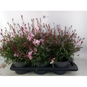 Gaura lindheimeri   ...