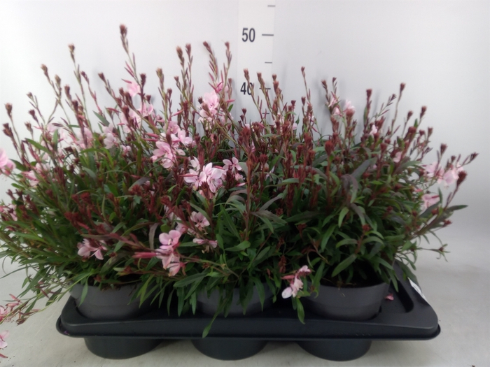 <h4>Gaura lindheimeri   ...</h4>