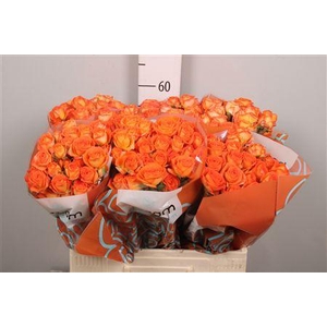 R Tr Orang Dimension