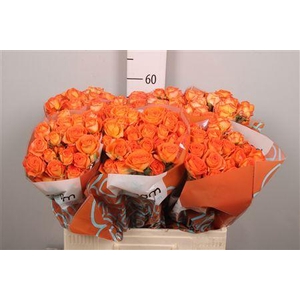 R Tr Orang Dimension