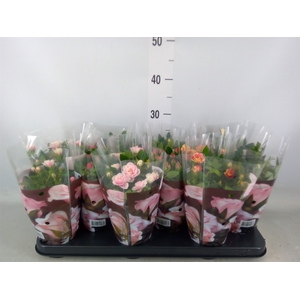 Rosa  'Victory'   ...mix