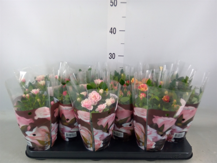 <h4>Rosa  'Victory'   ...mix</h4>