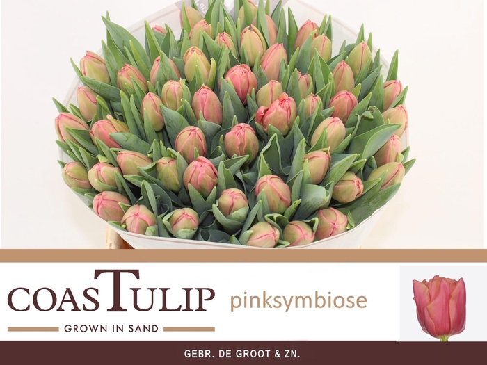 <h4>TU DU PINK SYMBIOSE</h4>