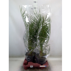 Phoenix canariensis