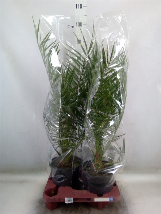 <h4>Phoenix canariensis</h4>