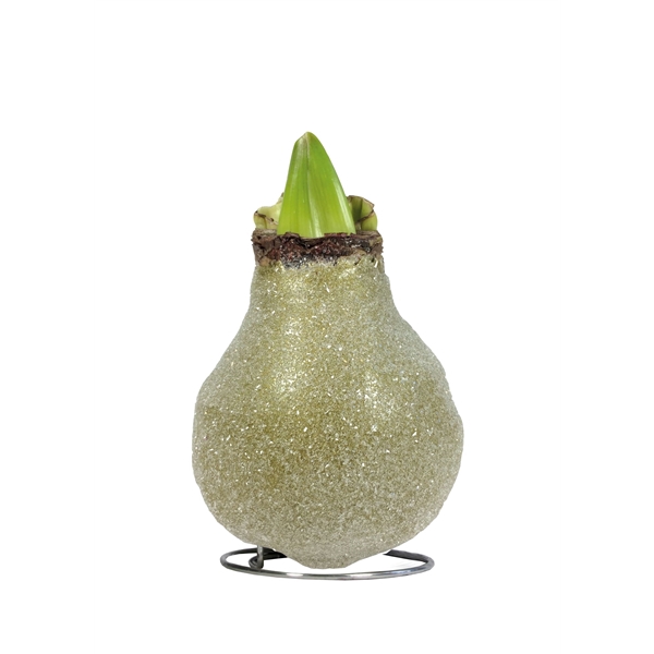 <h4>Amaryllis TOW Glamour (Crystal) Gold 6x1, rode bloem, Tray236</h4>