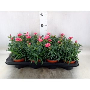 Dianthus  'Super Trouper Elise'