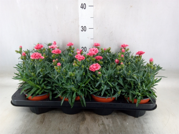 <h4>Dianthus  'Super Trouper Elise'</h4>