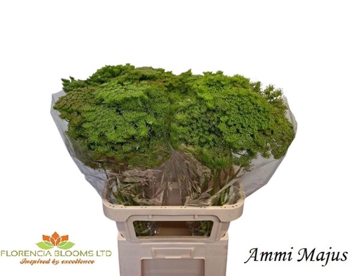 <h4>Ammi Majus</h4>