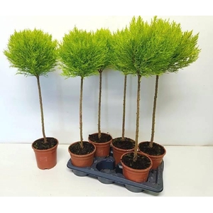 CUPR MA GOLDC VORMEN