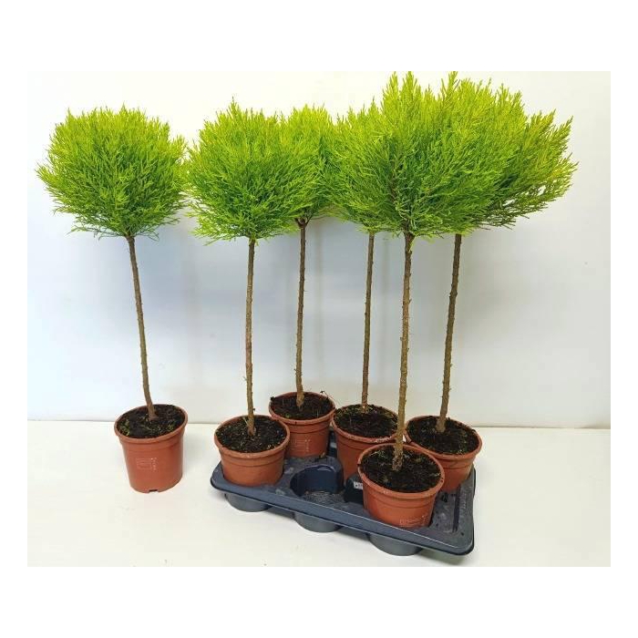 <h4>CUPR MA GOLDC VORMEN</h4>